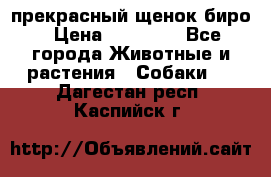 прекрасный щенок биро › Цена ­ 20 000 - Все города Животные и растения » Собаки   . Дагестан респ.,Каспийск г.